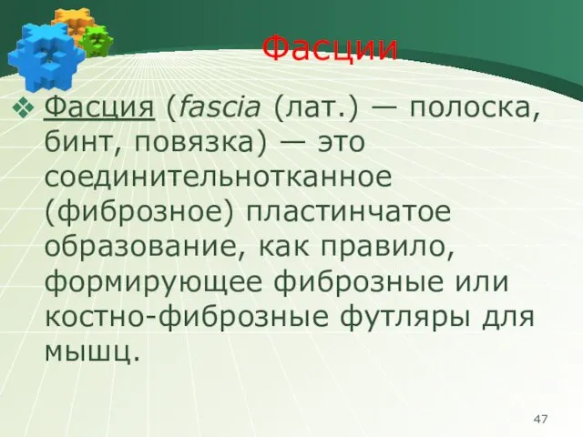 Фасции Фасция (fascia (лат.) — полоска, бинт, повязка) — это соединительнотканное