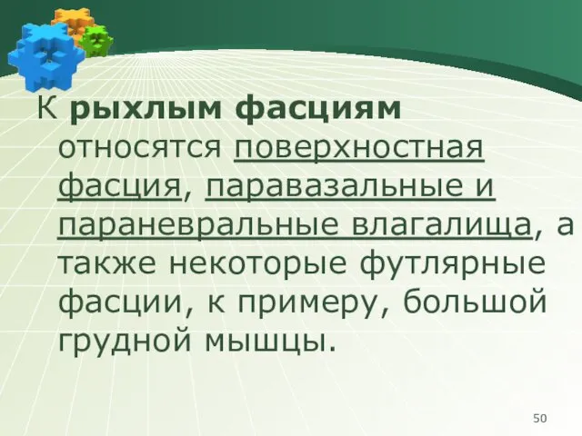 К рыхлым фасциям относятся поверхностная фасция, паравазальные и параневральные влагалища, а