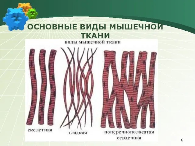 ОСНОВНЫЕ ВИДЫ МЫШЕЧНОЙ ТКАНИ