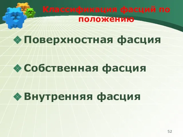 Классификация фасций по положению Поверхностная фасция Собственная фасция Внутренняя фасция