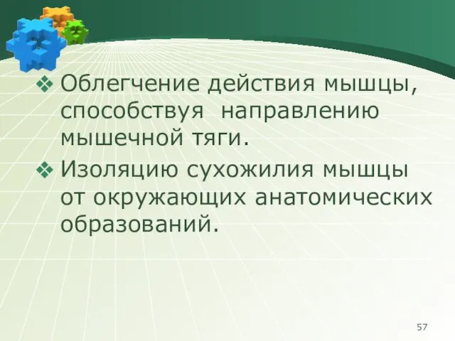 Облегчение действия мышцы, способствуя направлению мышечной тяги. Изоляцию сухожилия мышцы от окружающих анатомических образований.