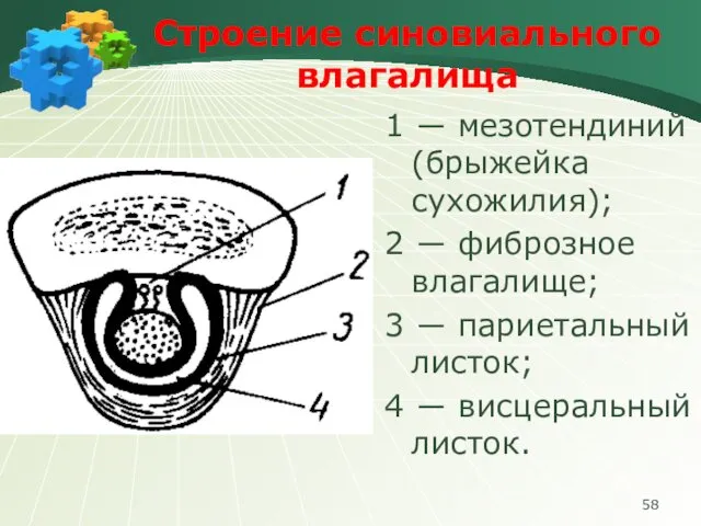 Строение синовиального влагалища 1 ― мезотендиний (брыжейка сухожилия); 2 ― фиброзное