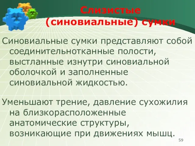 Слизистые (синовиальные) сумки Синовиальные сумки представляют собой соединительнотканные полости, выстланные изнутри