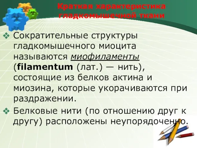 Краткая характеристика гладкомышечной ткани Сократительные структуры гладкомышечного миоцита называются миофиламенты (filamentum