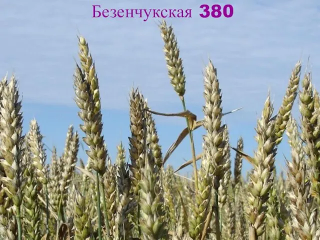 Безенчукская 380