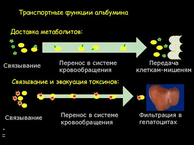 * Транспортные функции альбумина Связывание Передача клеткам-мишеням Перенос в системе кровообращения