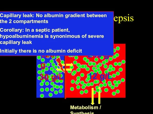 Hypoalbuminemia in Sepsis 120 g 30 g/L Metabolism / Synthesis Intravascular
