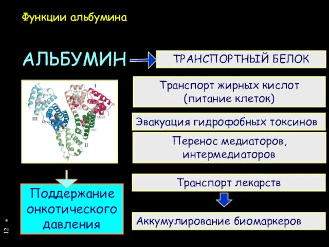 * ТРАНСПОРТНЫЙ БЕЛОК Поддержание онкотического давления АЛЬБУМИН Транспорт жирных кислот (питание