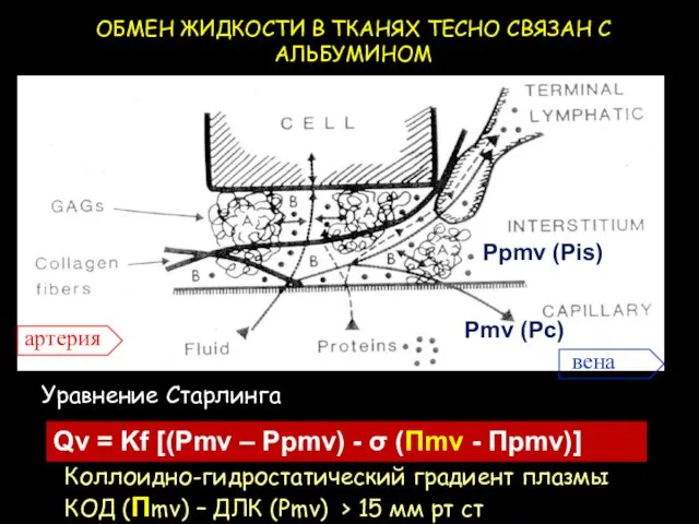 Уравнение Старлинга артерия вена Коллоидно-гидростатический градиент плазмы КОД (Πmv) – ДЛК