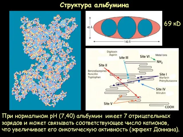 Структура альбумина При нормальном рН (7,40) альбумин имеет 7 отрицательных зарядов