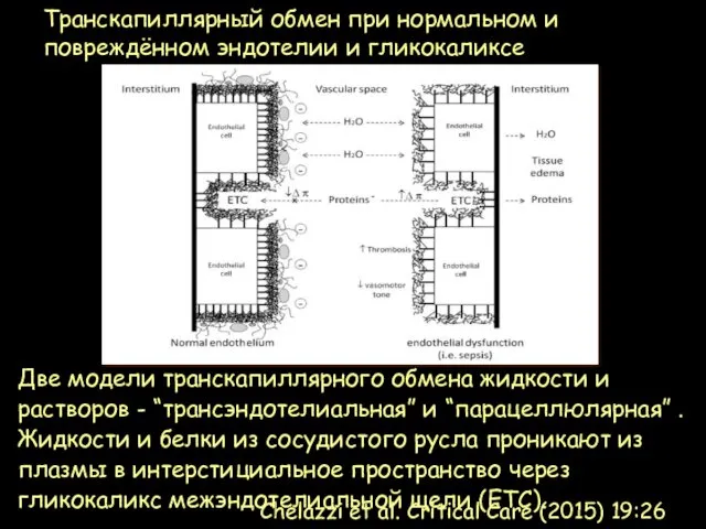 Две модели транскапиллярного обмена жидкости и растворов - “трансэндотелиальная” и “парацеллюлярная”