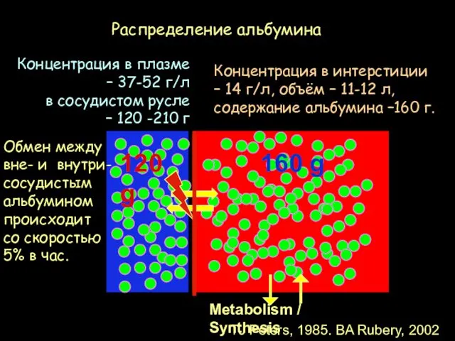 120 g Metabolism / Synthesis 160 g Распределение альбумина Концентрация в