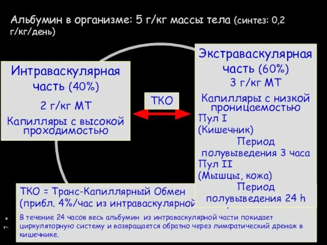 * Альбумин в организме: 5 г/кг массы тела (синтез: 0,2 г/кг/день)