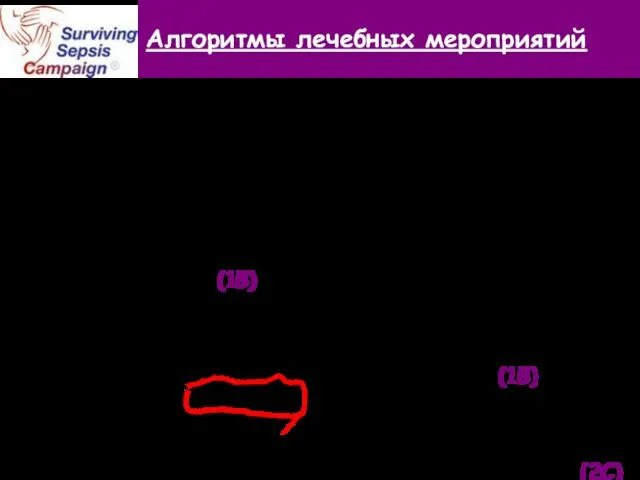 Алгоритмы лечебных мероприятий При гипотензии или уровне лактата ≥ 4 ммоль/л