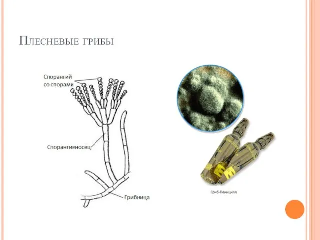 Плесневые грибы