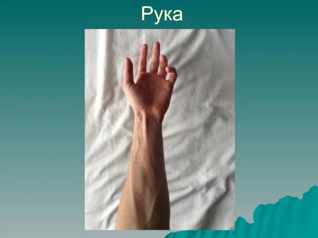 Рука