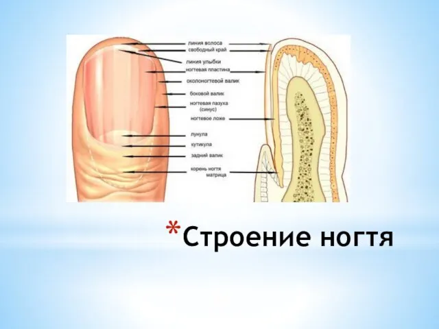 Строение ногтя