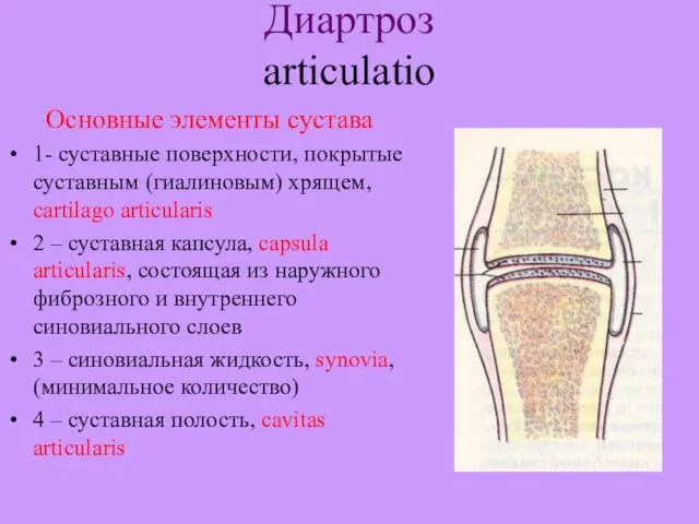 Диартроз articulatio Основные элементы сустава 1- суставные поверхности, покрытые суставным (гиалиновым)