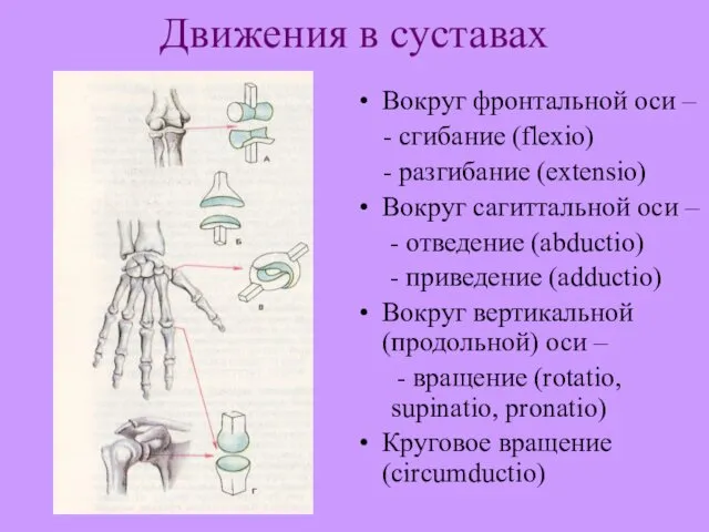 Движения в суставах Вокруг фронтальной оси – - сгибание (flexio) -