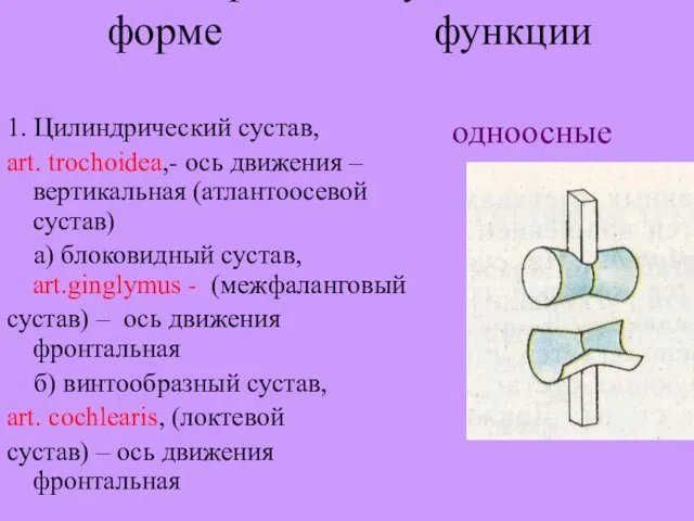 Классификация суставов по: форме функции 1. Цилиндрический сустав, art. trochoidea,- ось