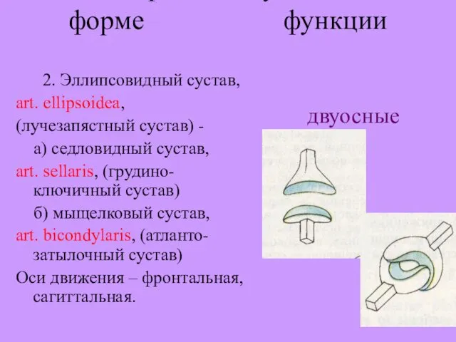 Классификация суставов по: форме функции 2. Эллипсовидный сустав, art. ellipsoidea, (лучезапястный