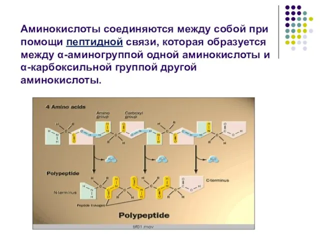 Аминокислоты соединяются между собой при помощи пептидной связи, которая образуется между