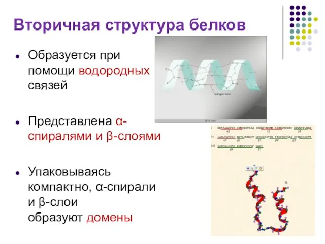 Вторичная структура белков Образуется при помощи водородных связей Представлена α-спиралями и