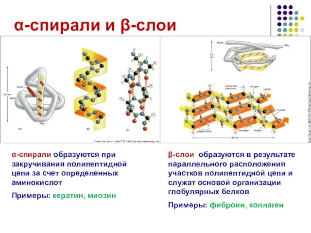 α-спирали и β-слои α-спирали образуются при закручивания полипептидной цепи за счет