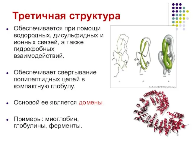 Третичная структура Обеспечивается при помощи водородных, дисульфидных и ионных связей, а