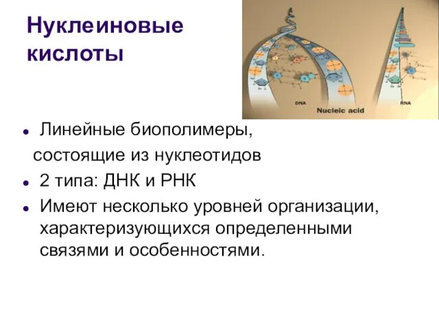 Нуклеиновые кислоты Линейные биополимеры, состоящие из нуклеотидов 2 типа: ДНК и