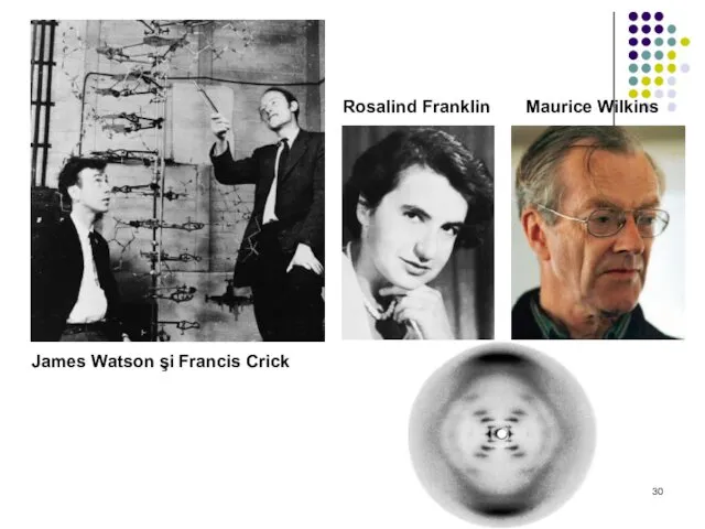 James Watson şi Francis Crick Rosalind Franklin Maurice Wilkins