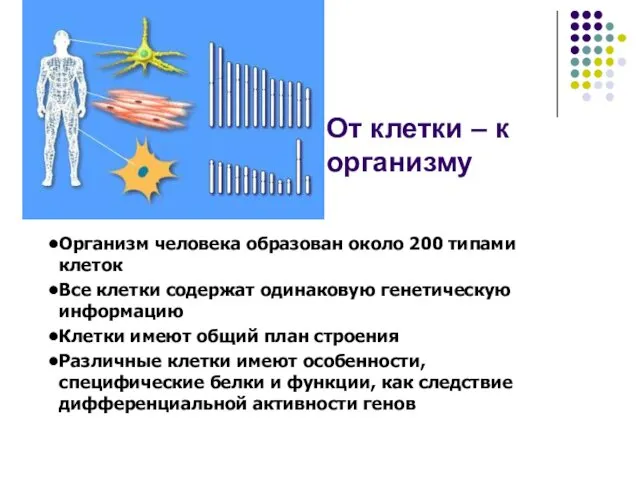 От клетки – к организму Организм человека образован около 200 типами