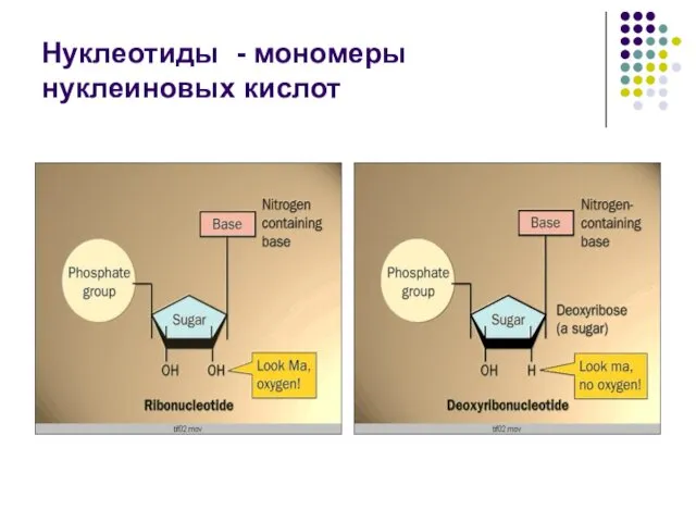 Нуклеотиды - мономеры нуклеиновых кислот