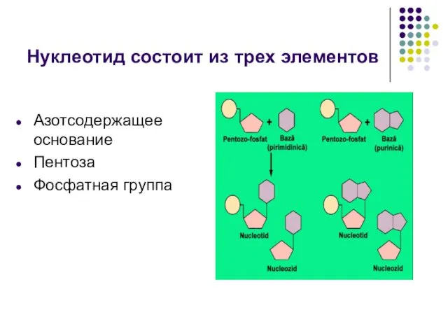 Нуклеотид состоит из трех элементов Азотсодержащее основание Пентоза Фосфатная группа