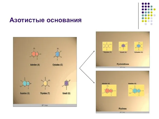 Азотистые основания