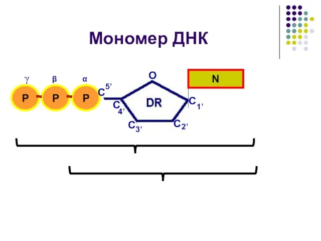 Мономер ДНК N P P P 3’ C C C C