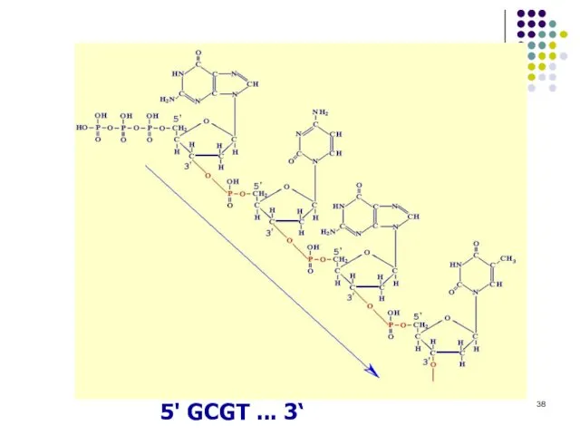 5' GCGT ... 3‘