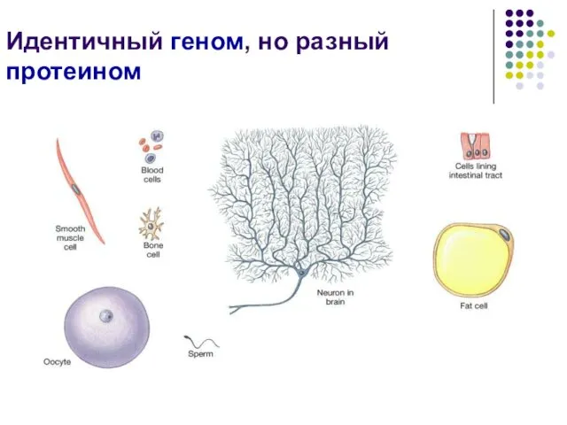 Идентичный геном, но разный протеином