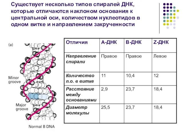 Существует несколько типов спиралей ДНК, которые отличаются наклоном основания к центральной