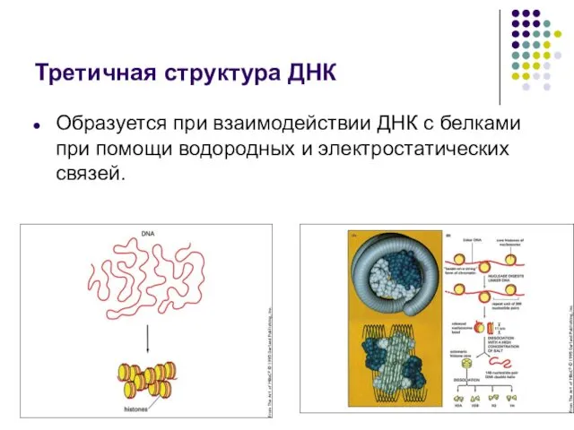 Третичная структура ДНК Образуется при взаимодействии ДНК с белками при помощи водородных и электростатических связей.