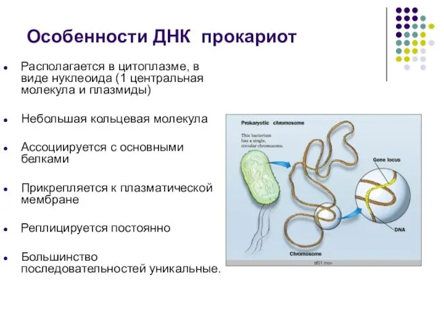 Особенности ДНК прокариот Располагается в цитоплазме, в виде нуклеоида (1 центральная