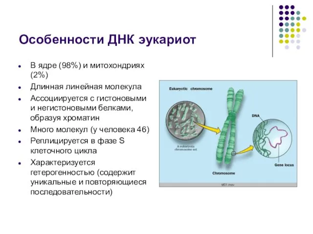 Особенности ДНК эукариот В ядре (98%) и митохондриях (2%) Длинная линейная