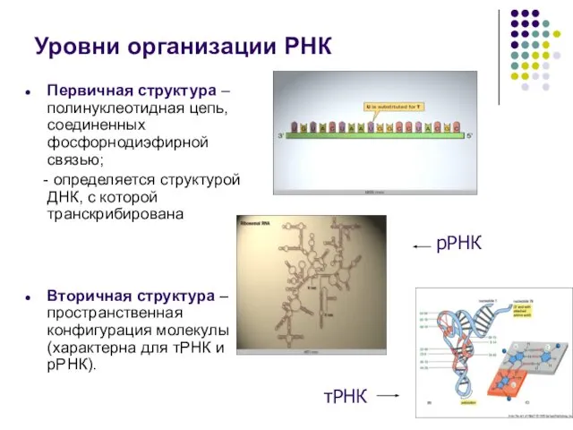 Уровни организации РНК Первичная структура – полинуклеотидная цепь, соединенных фосфорнодиэфирной связью;