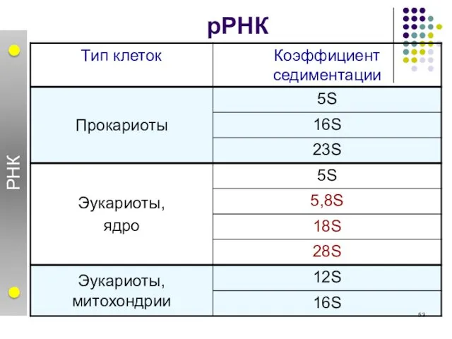 рРНК