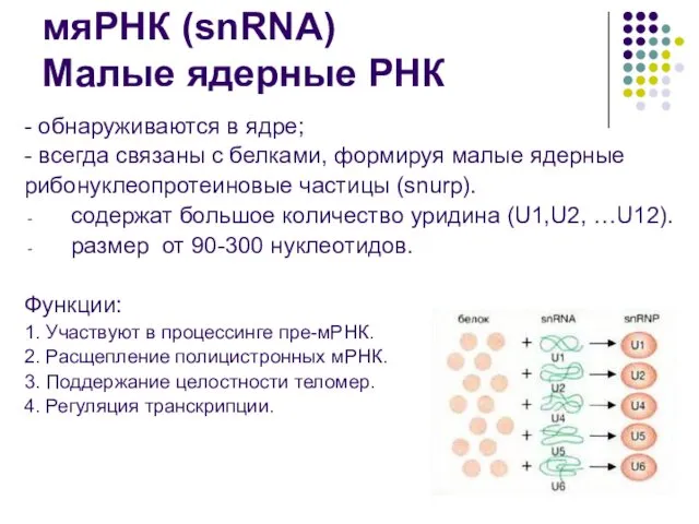 мяРНК (snRNA) Малые ядерные РНК - oбнаруживаются в ядре; - всегда