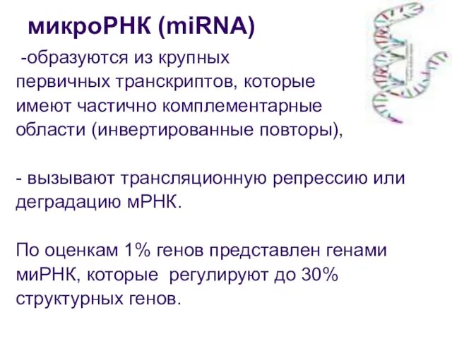 микроРНК (miRNA) -образуются из крупных первичных транскриптов, которые имеют частично комплементарные