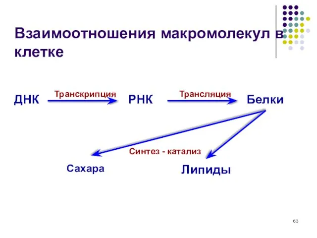 Взаимоотношения макромолекул в клетке ДНК РНК Белки