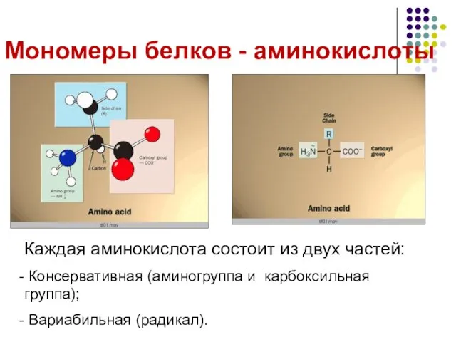 Мономеры белков - аминокислоты Каждая аминокислота состоит из двух частей: Консервативная