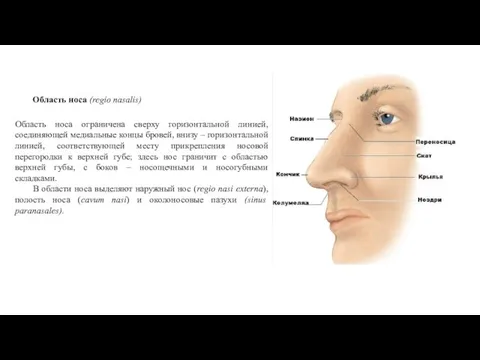 Область носа (regio nasalis) Область носа ограничена сверху горизонтальной линией, соединяющей