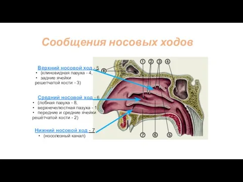 Сообщения носовых ходов Средний носовой ход - 6 (лобная пазуха -